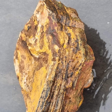 Petrified Wood Tiger Eye 1712g