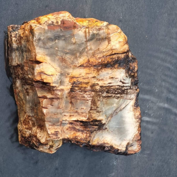 Petrified wood 2231 grams
