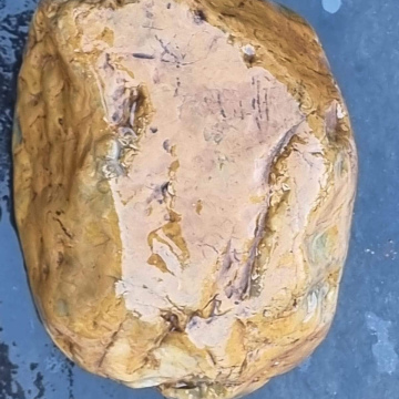 Petrified Wood Green tumbled 2010g