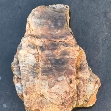 Petrified Wood Green 239g