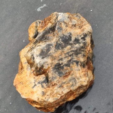 Petrified Wood 798g,