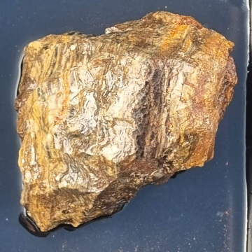 Stromatolite 2015 g