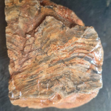 Stromatolite 1229g