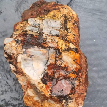 Petrified Wood Opalized 3200g