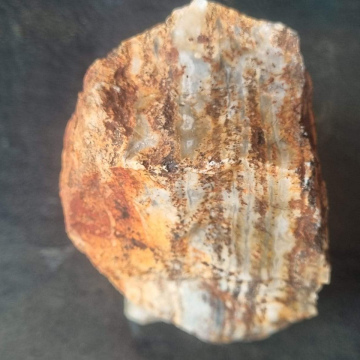 Petrified Wood 932g