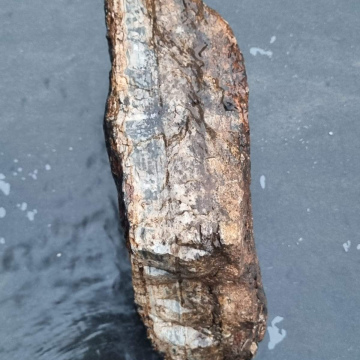 Stromatolite 2550g