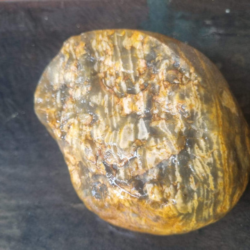 Petrified Wood Agatized Green 1530g