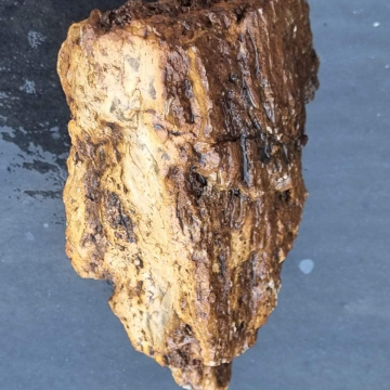  Petrified Wood 1454g