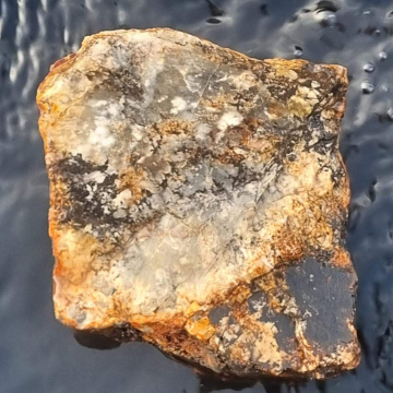 Petrified Wood(Dendritic Agate) 1724 g