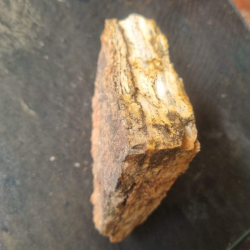 Petrified Wood 636g