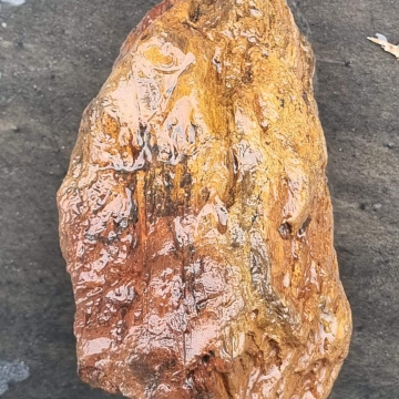 Petrified wood 2760 grams