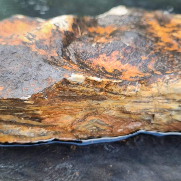 Stromatolite 1183g