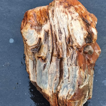Stromatolite 1879g