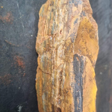 Petrified Wood Tiger Eye 289g