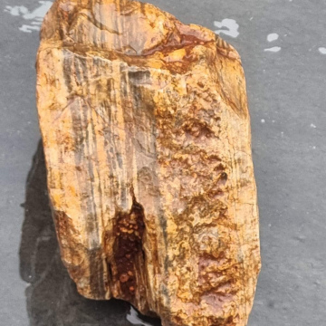 Petrified wood 1319 grams