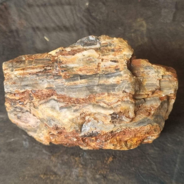 Stromatolite 539g