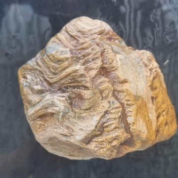 Stromatolite 803g,