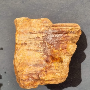Petrified Wood 406g