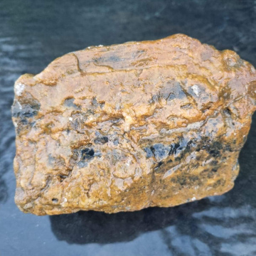 Petrified Wood 2436g