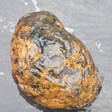 Petrified Wood 3800 grams