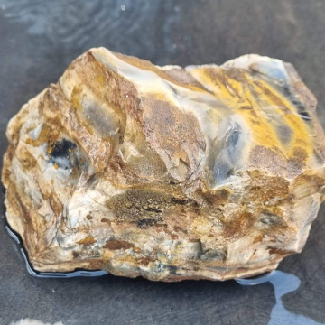 Opalized Petrified Wood 1715g