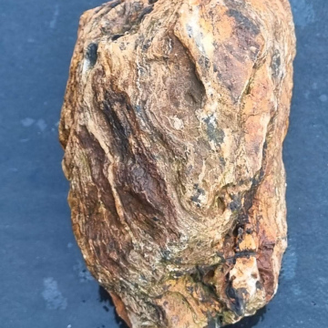 Stromatolite 1093g