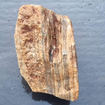Stromatolite 1303g