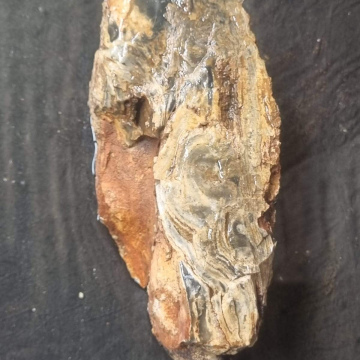 Stromatolite 671g