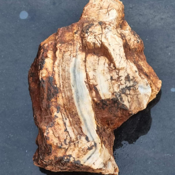Stromatolite 871g