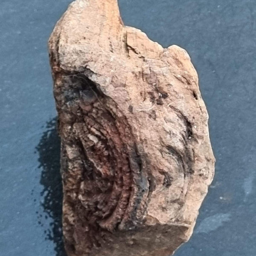 Stromatolite 511g