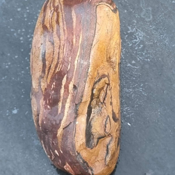 Petrified Wood Tiger Eye 1261g 