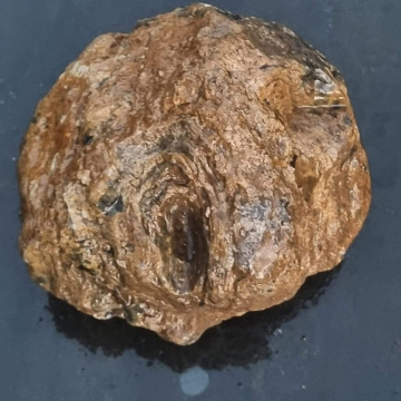 Stromatolite 2696g