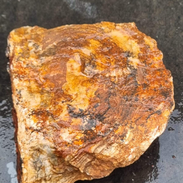 Stromatolite 276g