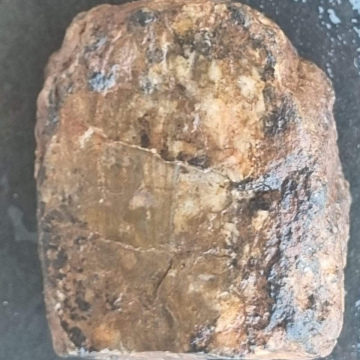 Petrified Wood Dendritic 835g