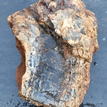 Petrified Wood 1252g