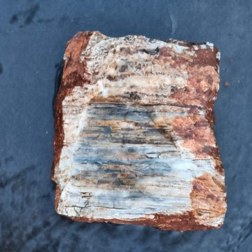 Petrified Wood 1843 grams