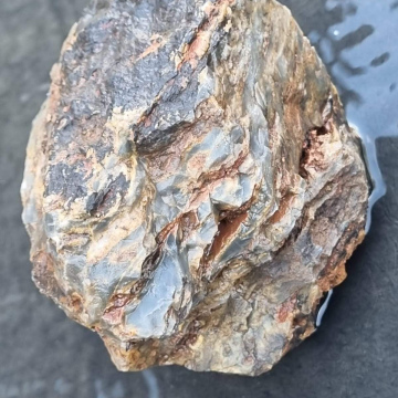 Stromatolite 1468g