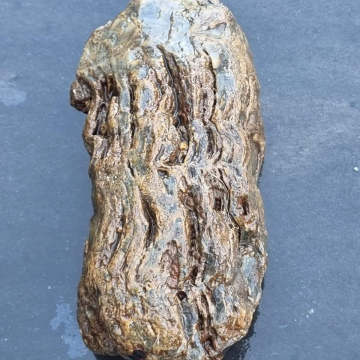 Stromatolite1406g 