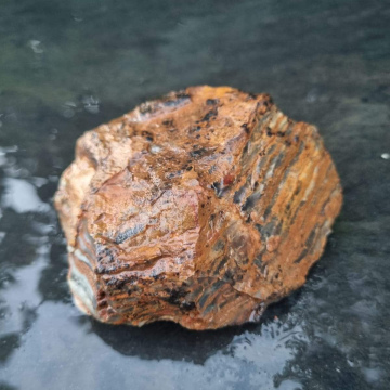 Petrified Wood 279g