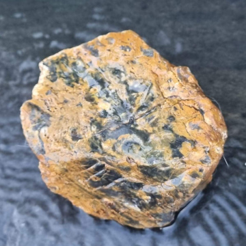 Petrified Wood Green 872g
