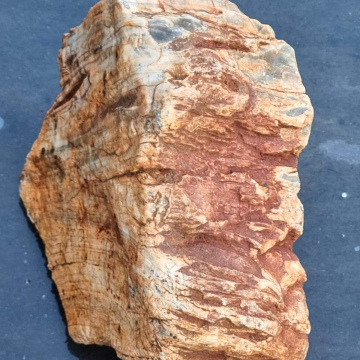 Petrified Wood 2010g