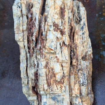 Petrified Wood 18 kg